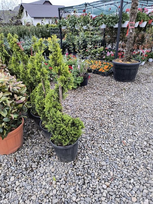 Tuia spirala leylandii diferite dimensiuni