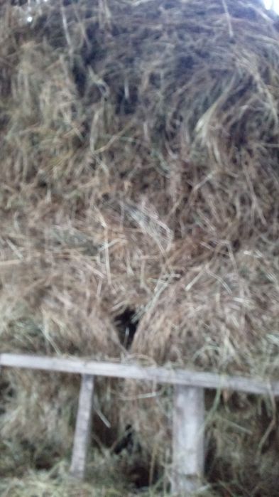 •Baloți din fân calitate de vânzare