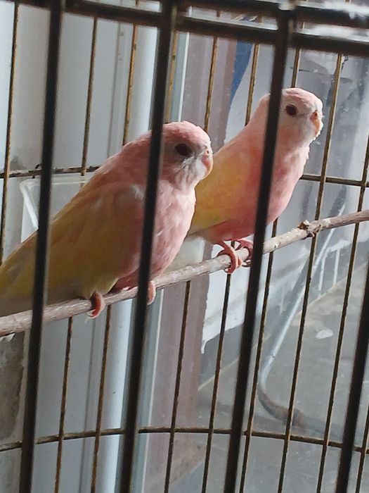 Pereche reproducatoare neoophema lutino