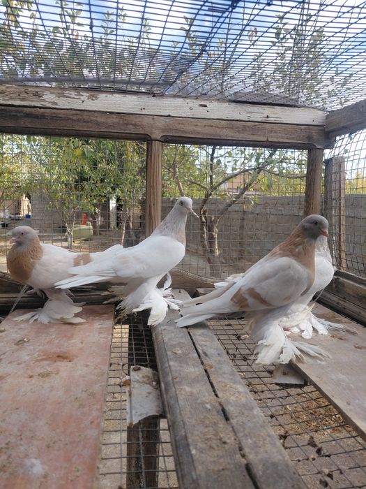 Голуби белые тасманы гребля