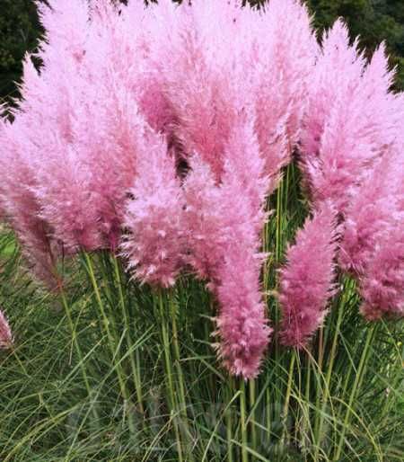 Puietii Iarba albastra / Tufe Lavanda/Iarba pampas/Plante ornamentale