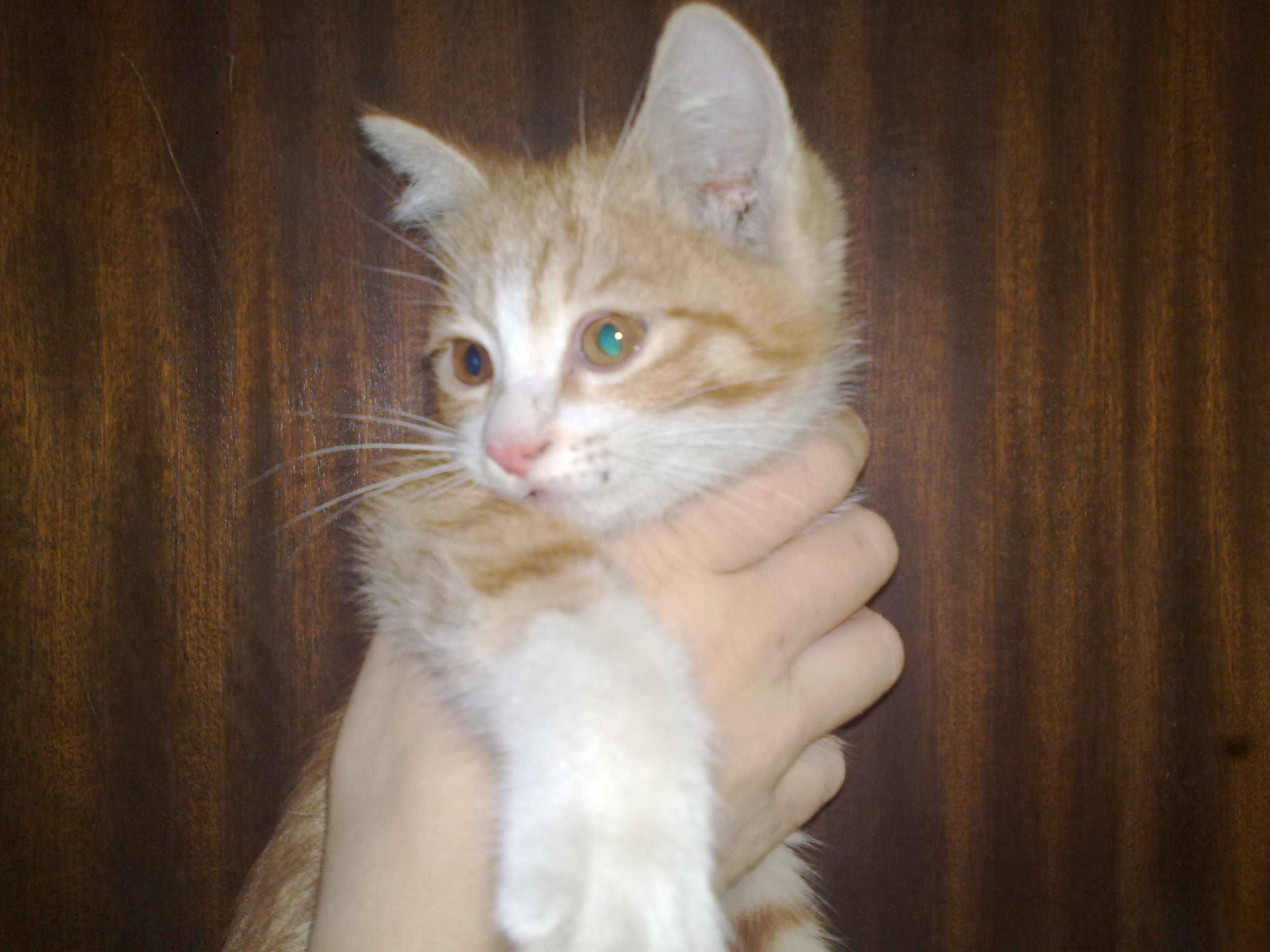 Рыжий котёнок девочка, 3 месяца