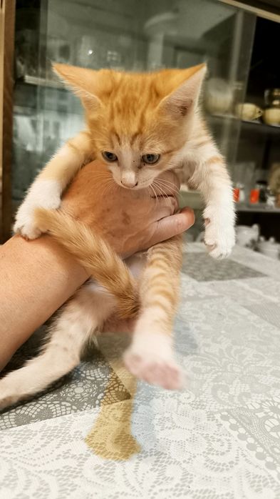 Котята 2 шт в добрые руки