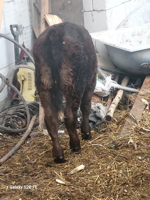 Tauras angus 4 luni bun de ținut frumos mâncăcios