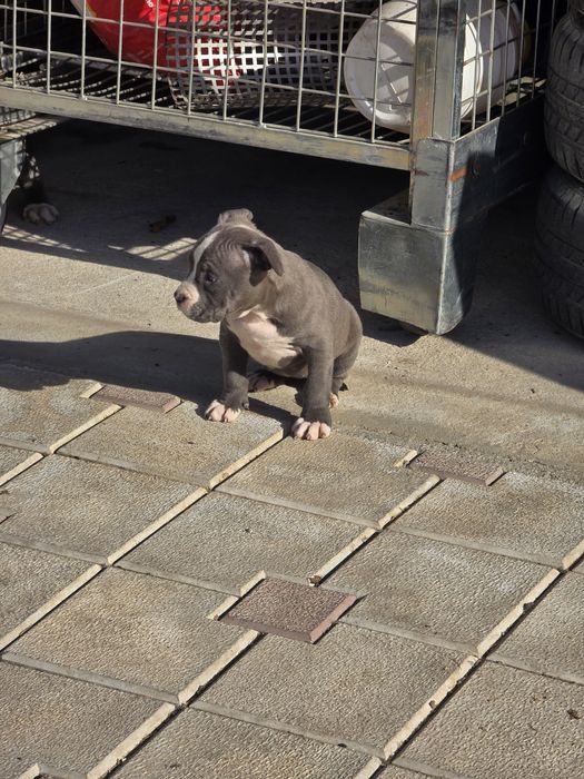 American Staffordshire Terrier
