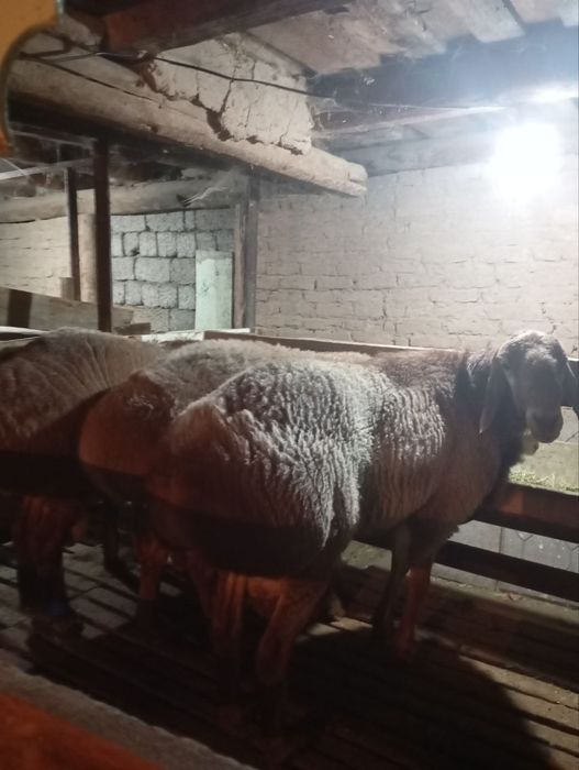 Арашан зотли куйла сотилади...