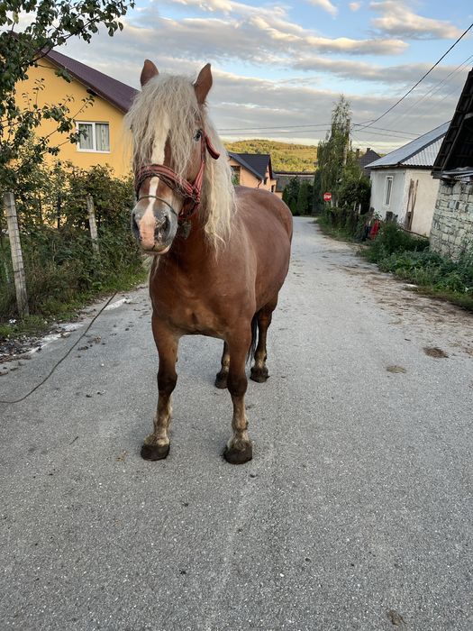 Vand iapa de 6 ani