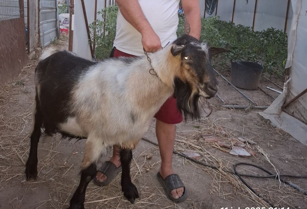 Vând țap de 2 ani