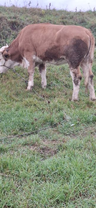 Vând junica baltata gestanta inn3 luni 1 ,7 luni