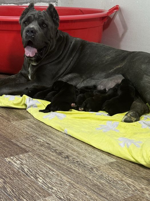 Отрыты на бронь щенки кане корсо