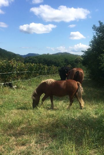 Ponei castrat pentru calarie de vanzare