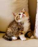 Pisicuță British Shorthair