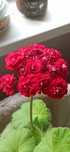 Мушкато,сортово-Pelargonium