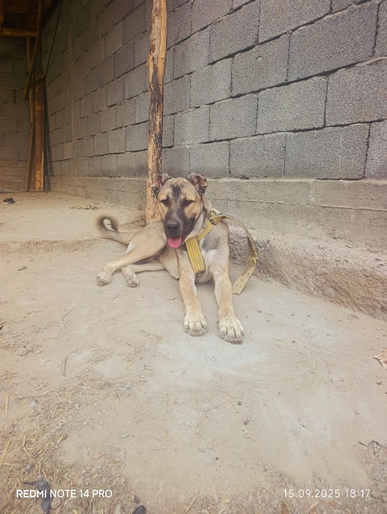 Chopon kuchug sotiladi