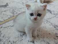 British Shorthair - fetita