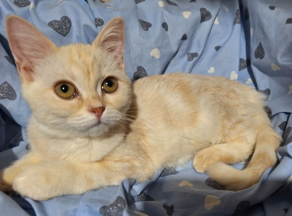 Шотландская девочка