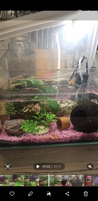 Acvariu pești- 8/10L cu accesorii