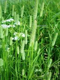 Timoftica sau phleum pratense seminte certificate