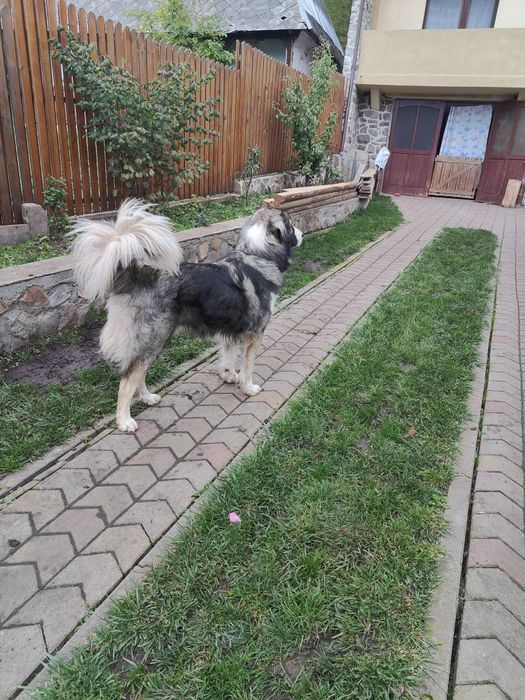 Mascul Ciobanesc Romanesc Carpatin
