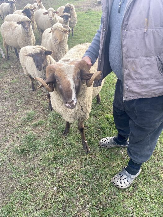 Se vinde Berbec 1 an