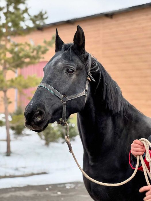 Продаётся лошадь