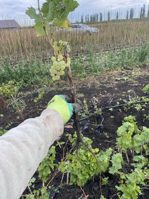 Butasi vita de vie direct pe rod