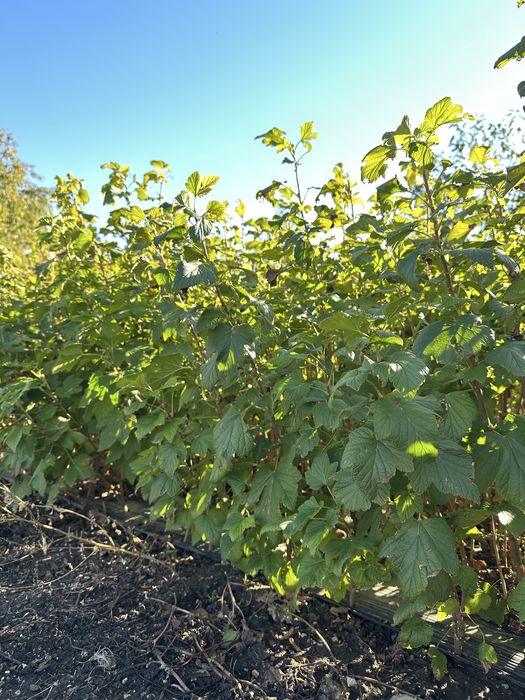 Продавам разсад касис