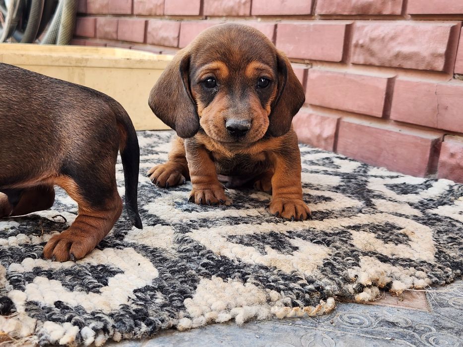 Чистокровные таксы