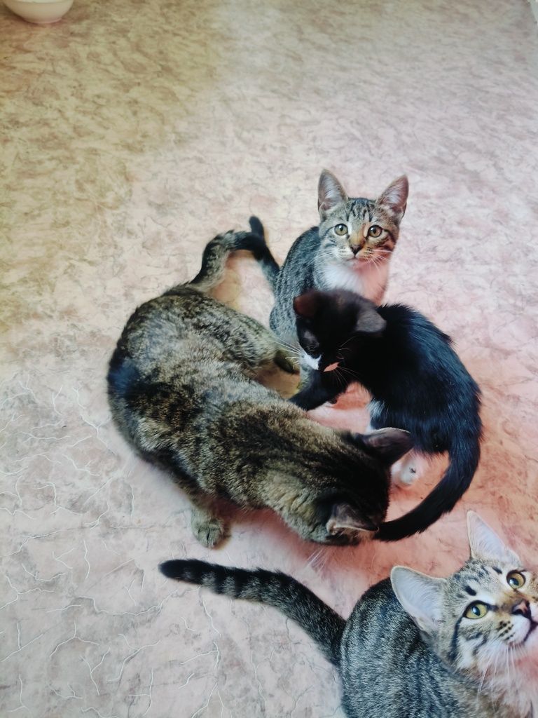 Отдам Котят в добрые руки.