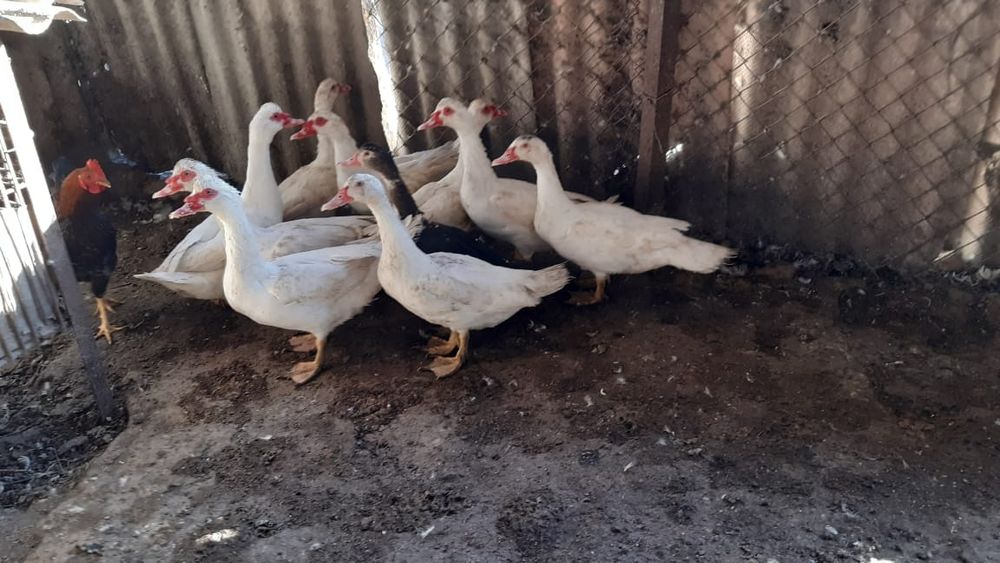 Продаётся индоутки