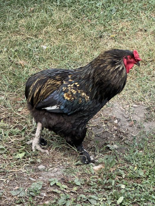Cocos araucana 2024 de vanzare