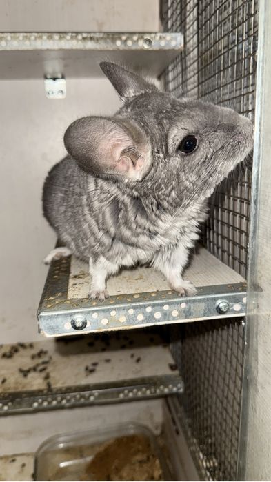 шиншиллы разных окрасов