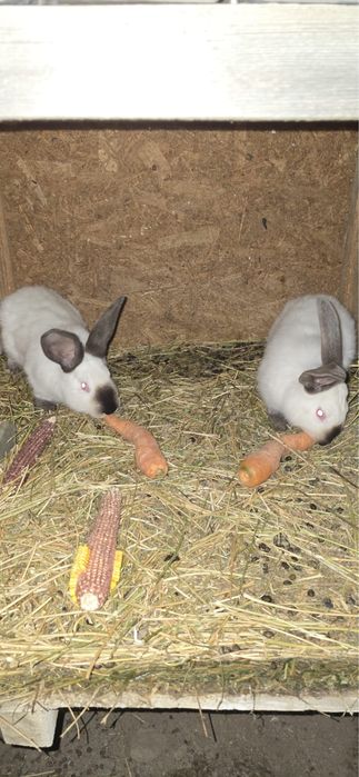 Vand iepuri urias de transilvania