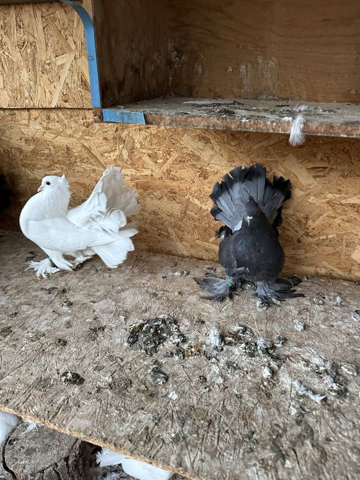 Porumbei voltati indieni