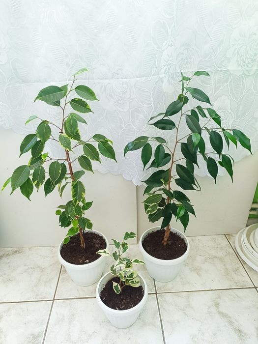 Трилистник, Индрише, Дифенбахия, Бегония, Бенджамин, Епипремнум