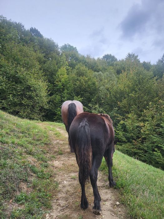 Vând manza de 7 luni