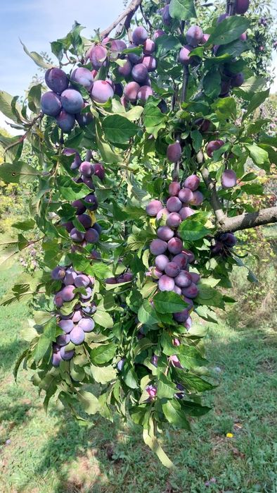 Prune Anna Spath de vanzare