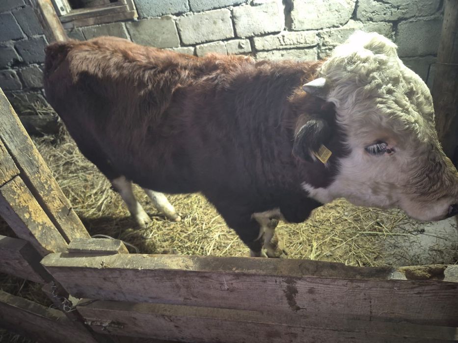 Продам подсосных бычков 10 месяцев