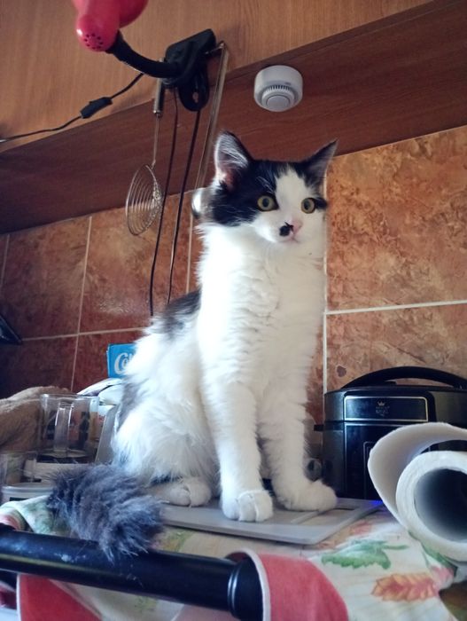 Pisicuți spre adopție