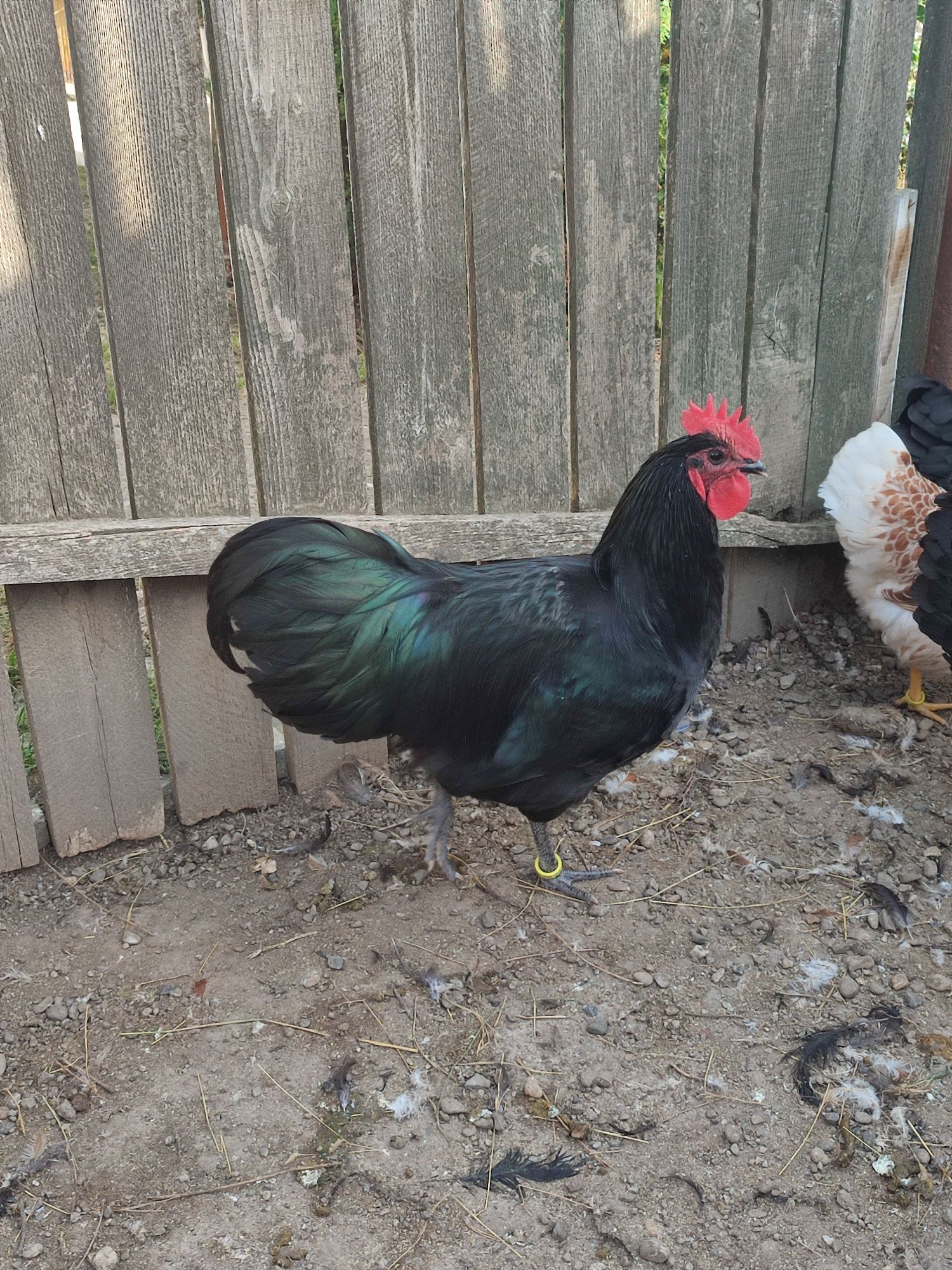 Găini australorp familie