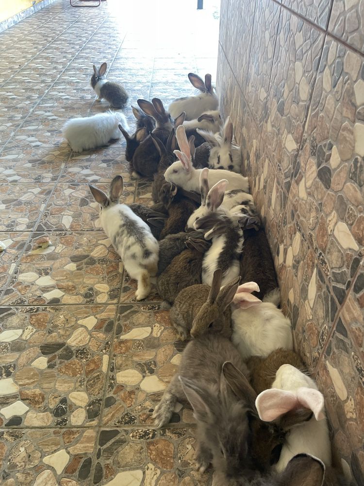 Vand iepuri cap de leu si de casa