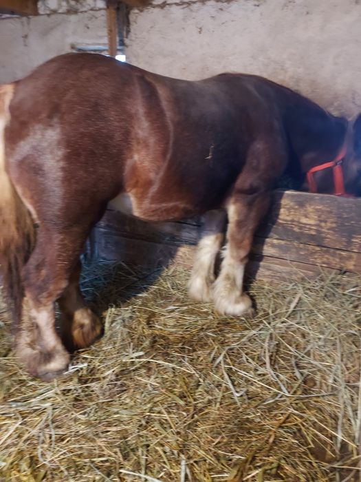 Vând manza belgiana