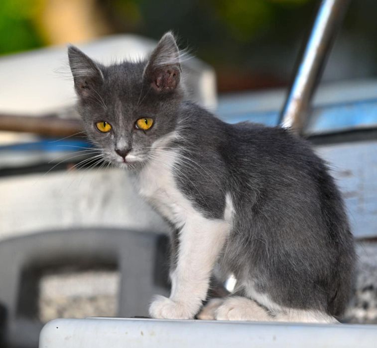Подарявам мъжко коте в сиво и бяло на 3 месеца