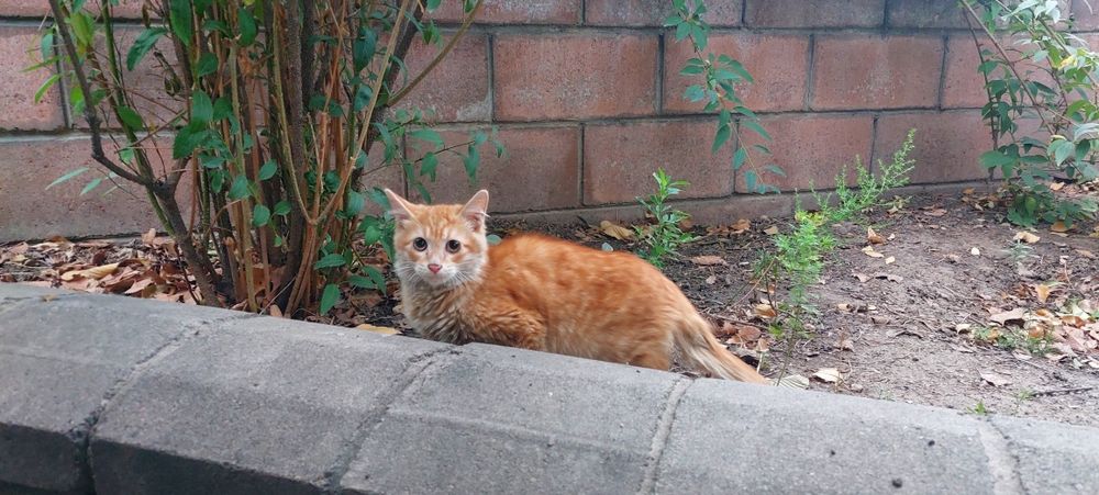 Помогите найти дом двум чудесным котятам