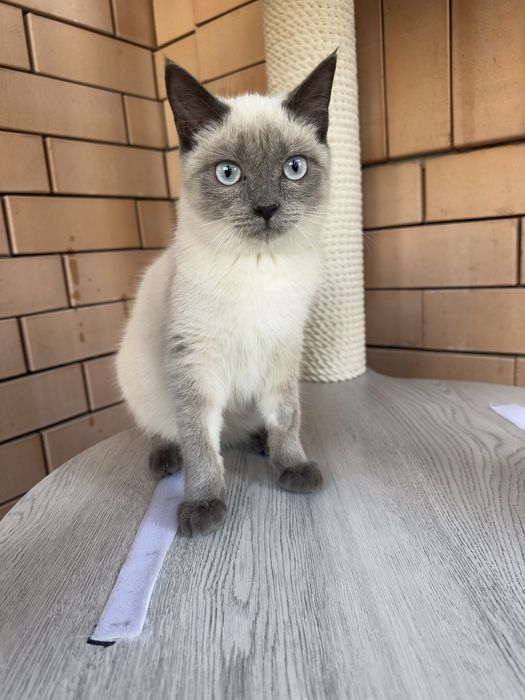 Мальчик в ответственные руки.