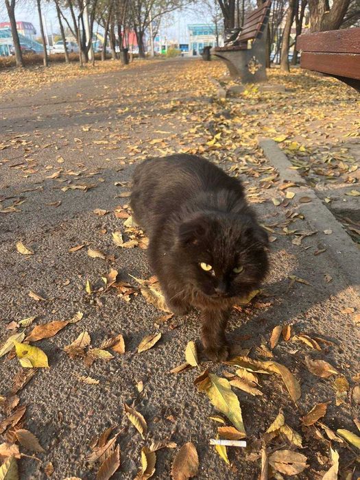 Найдена домашняя кошка