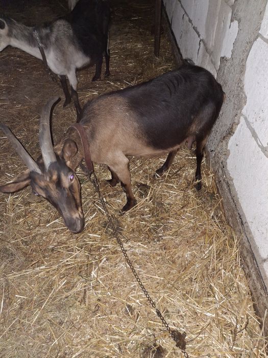 Vând 2 capre la vârsta de 3 ani