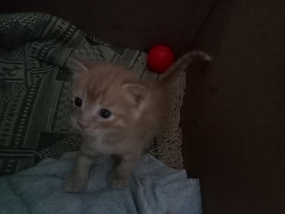 Отдам котят в добрые руки