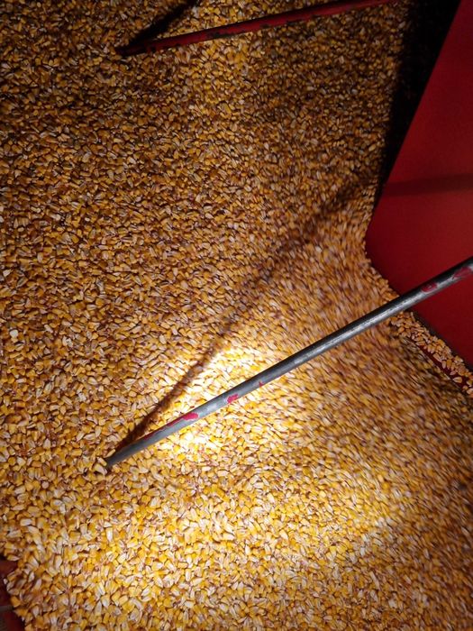 Porumb boabe sau stiulete 2025, 150 tone disponibil