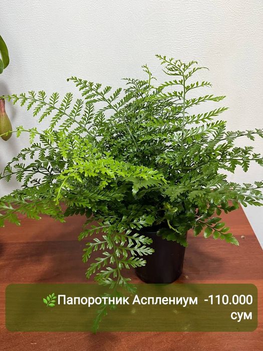 Аглаонема, Аукуба, Диффинбахия, Папоротник и др